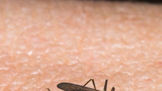 Image Mückenalarm - Invasion der Plagegeister
