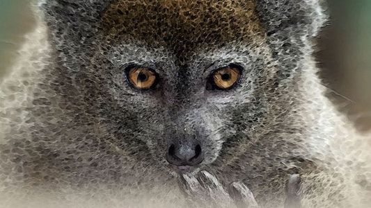 Image Alaotra: Endangered Treasures of Madagascar