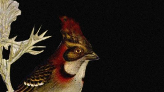 W.H. Hudson’s Remarkable Argentine Ornithology