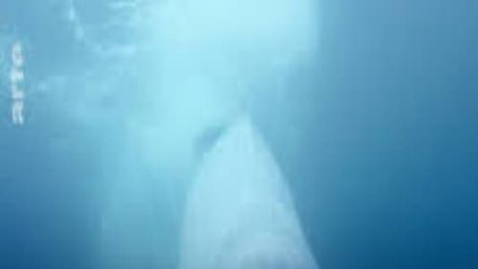 Image L'énigme des belugas