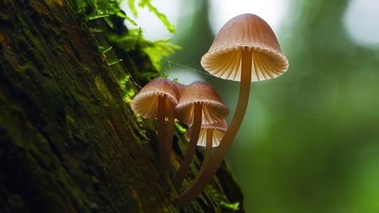 Image Fantastic Fungi