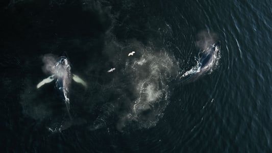 La baleine et le corbeau