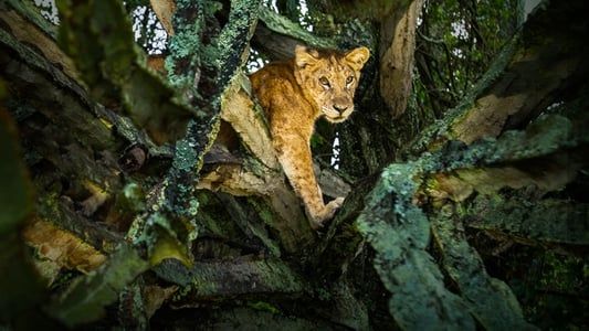 Image Tree Climbing Lions
