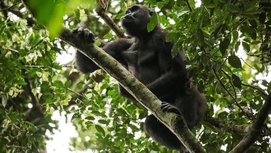 Image Gorillas of Gabon