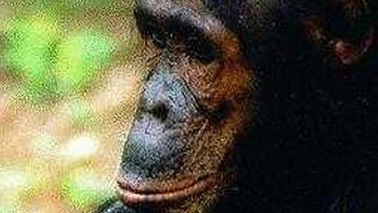 Image People of the Forest: The Chimps of Gombe