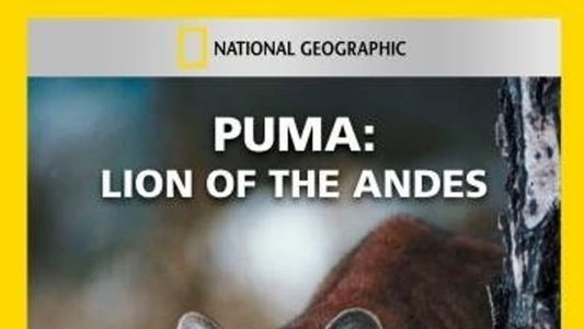 Image Puma: Lion of the Andes