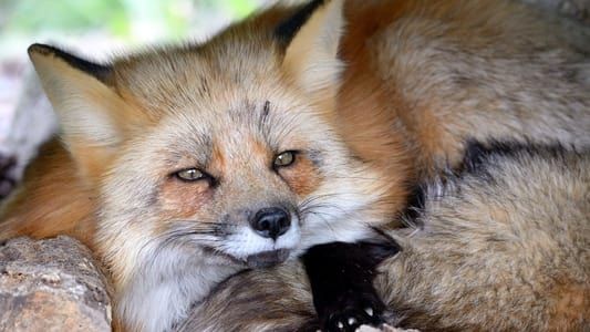 Image A Wild Fox Life