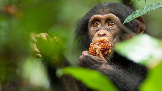 Image Chimpanzee