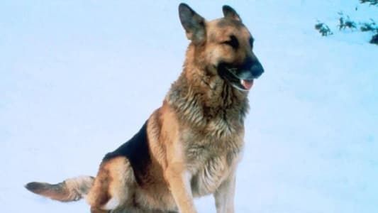 Image The Courage of Kavik, the Wolf Dog