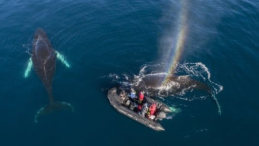 Image Whales in a Changing Ocean