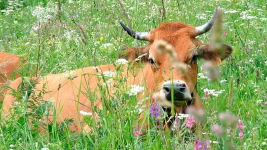 Image Au bonheur des vaches