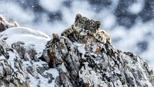 Image The Frozen Kingdom of the Snow Leopard