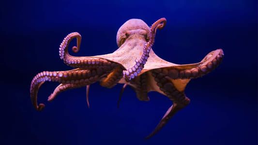 Image Cephalopods: The Reign of Suckers