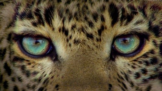 Image Jade Eyed Leopard