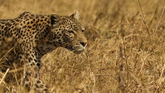 Image Leopard & Hyena: Strange Alliance