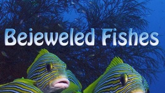 Image Wild Window: Bejeweled Fishes