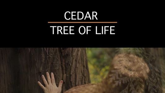 Cedar Tree of Life