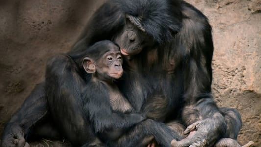 Les grands singes: Ces primates si proches de l'homme