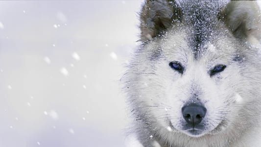 Image Ice Dogs: The Only Companions Worth Having