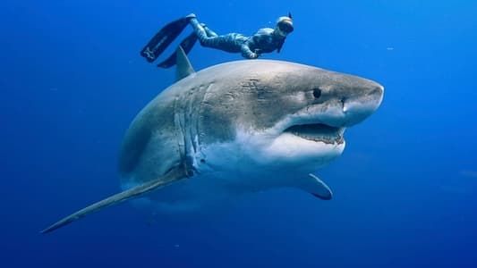 Requins, prédateurs menacés