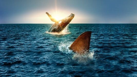 Image Requin vs Baleine