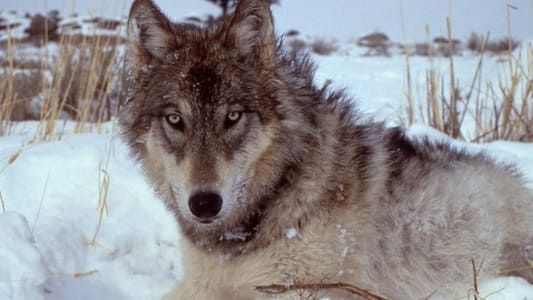 Les Loups, sauveurs du parc de Yellowstone