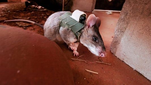Le rat de Gambie, as du déminage