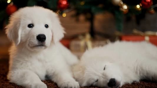 Image Christmas Puppies