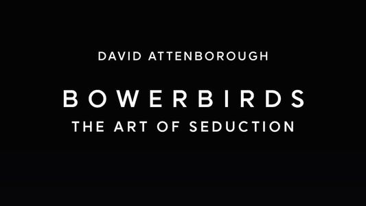 Bowerbirds: The Art of Seduction