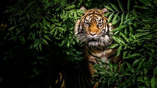 Image Thailand's Wild Cats