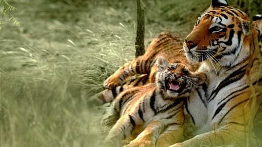 Image Counting Tigers