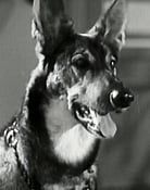 Image Friday the German Shepherd dog