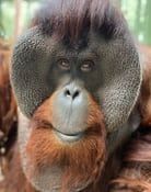 Image Sam the Orangutan