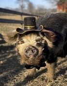 Bashi 'The Pig' series tv