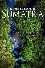 Image Sauver la forêt de Sumatra