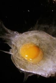 Image Fried Egg