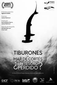 Tiburones Del Mar De Cortés: ¿Un Tesoro Perdido? series tv