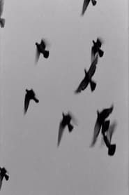 Birds (1963)