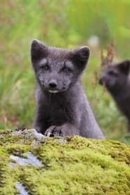 The Arctic Fox: Still Surviving-hd
