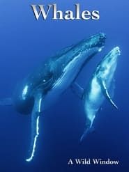 Image Wild Window: Whales