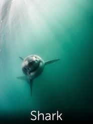 Shark: Beneath the Surface