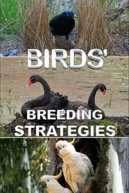 Image Birds' Breeding Strategies