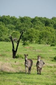 Amazing Wildlife of Botswana series tv