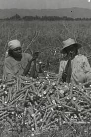 La chanson du manioc (1944)