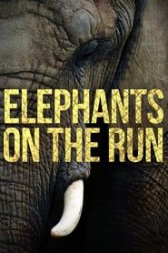 Image Elephants on the Run