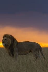 Africa's Hunters of the Night-hd