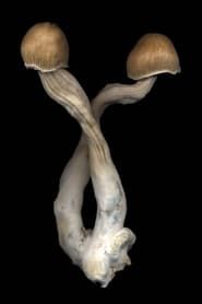 Image The Mushroom Archive