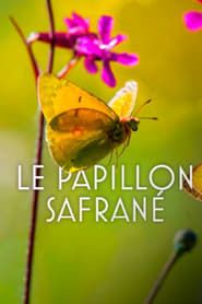 Image L’histoire du papillon safrané