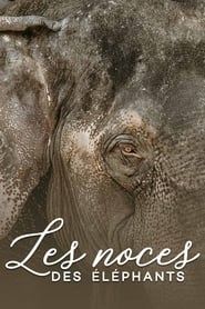 Image Les noces des éléphants 2014
