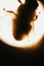 Camera Insectorum - Apis Mellifera series tv